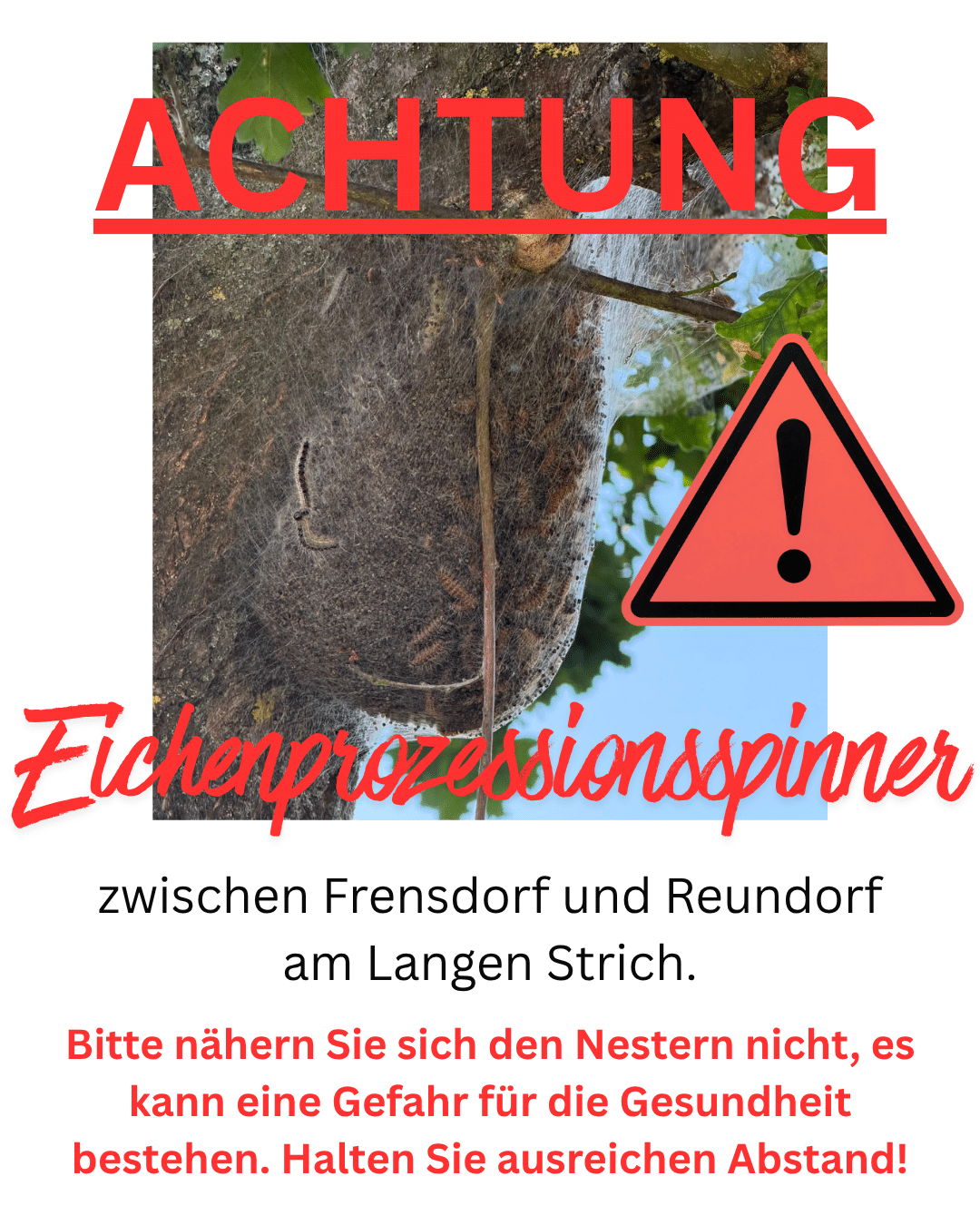 ACHTUNG! Befall von Eichenprozessionsspinner!